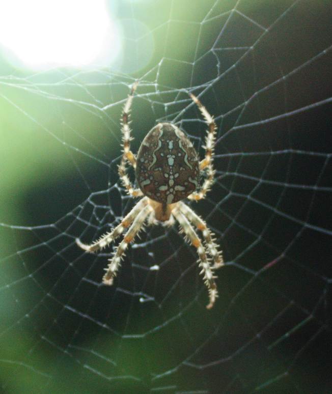 Araneus diadematus